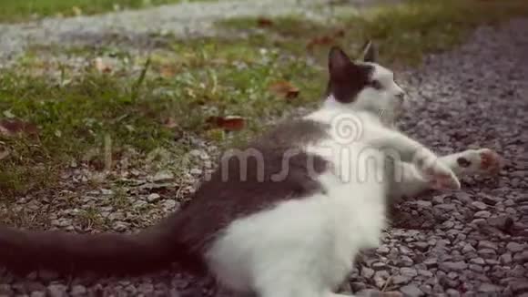 一只黑白相间的毛猫在地上翻滚视频的预览图
