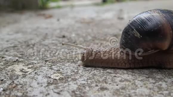 大棕色贝壳花园蜗牛散步视频的预览图