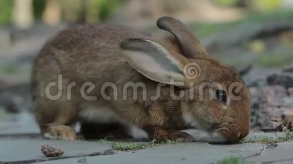 大棕色兔子飞视频的预览图