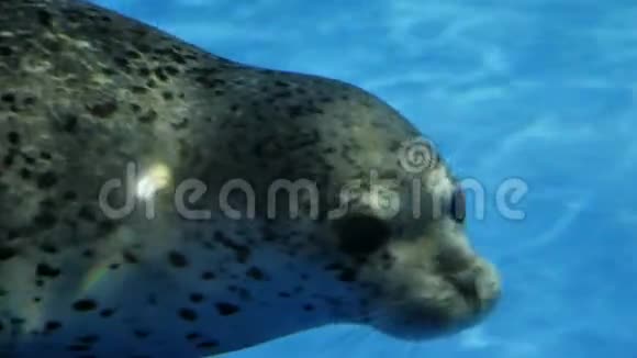 在动物园游泳时慢吞吞海豹视频的预览图
