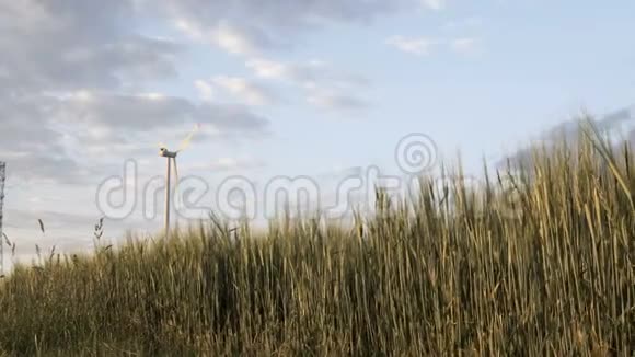 风力发电机前的绿色黑麦视频的预览图
