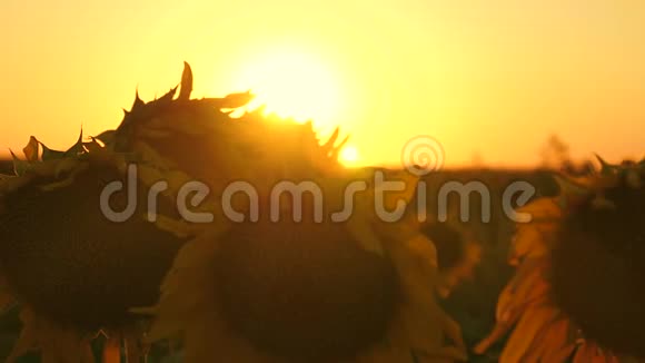 在美丽的夕阳的光芒中绽放着向日葵的田野特写镜头生态清洁的向日葵作物农业视频的预览图