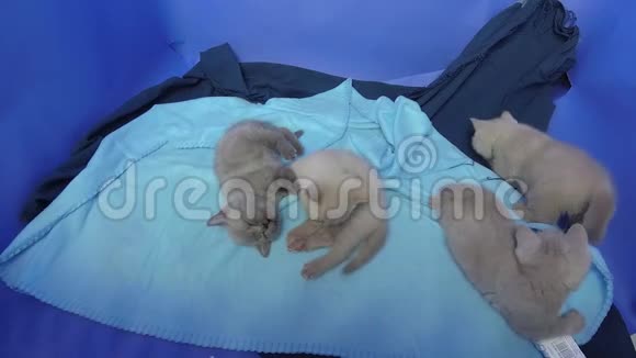 一只英国的小猫在蓝色的床单上玩耍视频的预览图