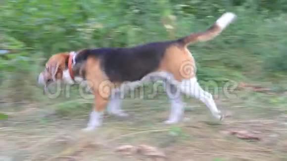 狗猎犬在树林里散步视频的预览图