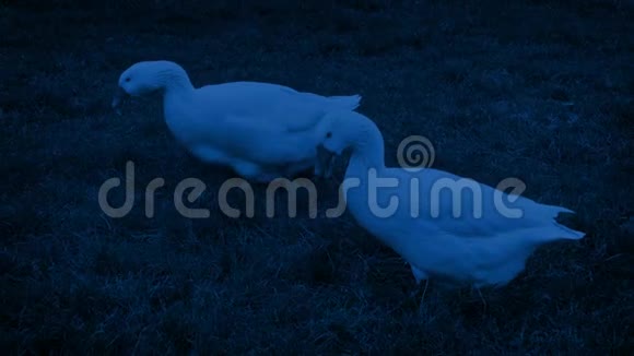 夜晚的农场里围着鹅啄食视频的预览图
