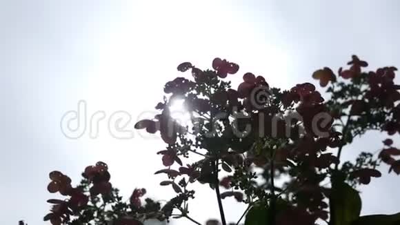 绣球花植物背后的电影阳光视频的预览图