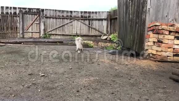在院子里走着的灰斑白猫视频的预览图