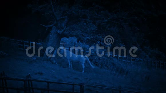 晚上在树下庇护马匹视频的预览图