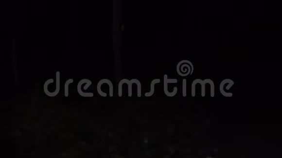 夜晚在森林里散步的视频视频的预览图