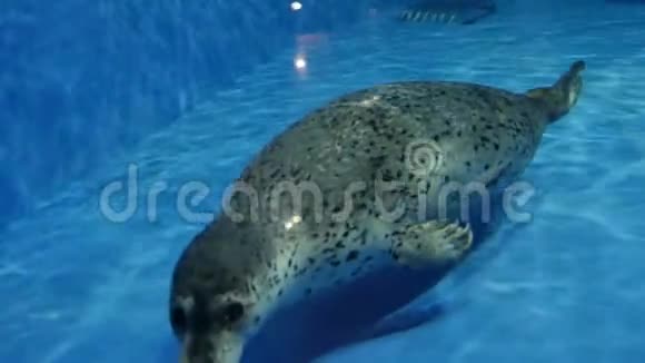 在动物园游泳时慢吞吞海豹视频的预览图