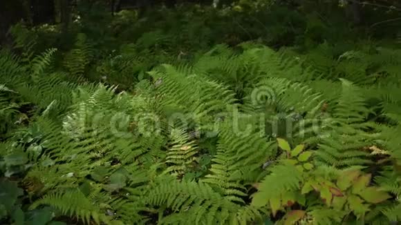 一片绿色的充满活力的蕨类植物在森林中手持的版本视频的预览图
