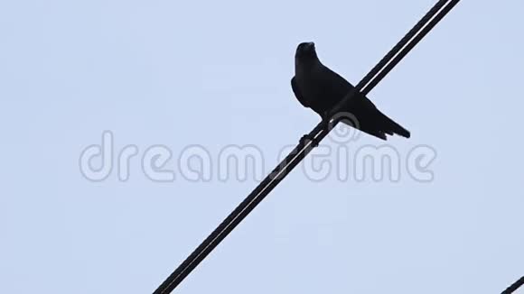印度科奇黑鸦栖息在钓鱼绳上视频的预览图