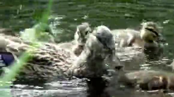鸭子妈妈带着一群小鸭子在水里游来游去视频的预览图