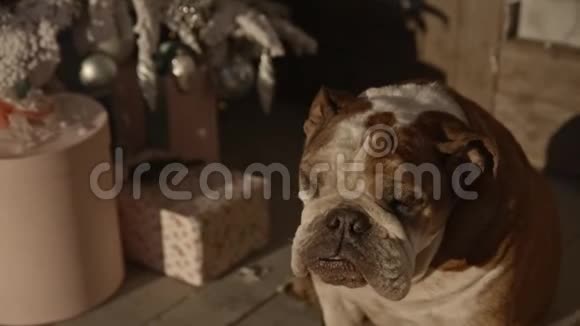 在一个美丽的新年斗牛犬落下圣诞红帽子背景圣诞树礼物木制门廊视频的预览图