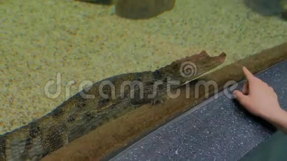 小鳄鱼在水族馆游泳视频的预览图