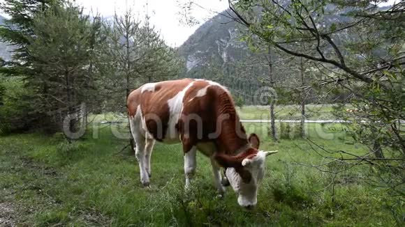 阿尔卑斯山上的牛夏日牧场视频的预览图