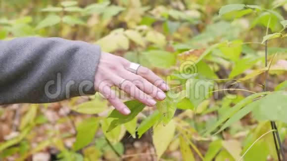 黄秋叶在树的背景上视频的预览图