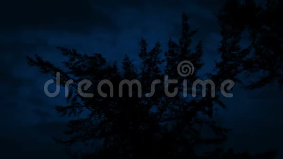 仰望夜空中的树视频的预览图
