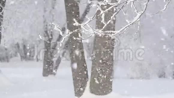 冬林中的暴风雪视频的预览图