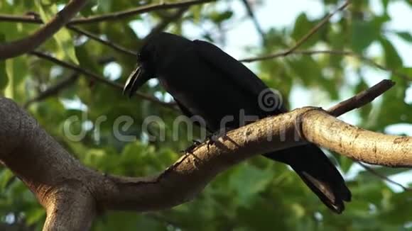 印度海岸一棵多叶树上的黑乌鸦视频的预览图