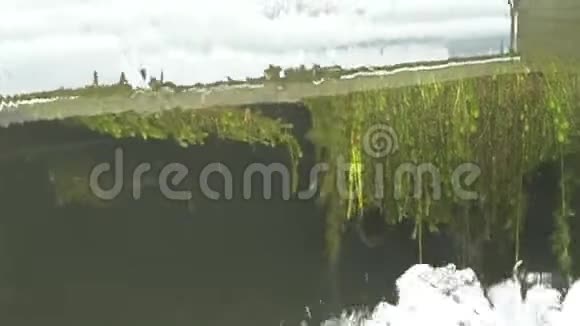 水顺着堰流水下植物可见视频的预览图