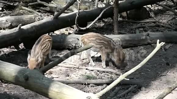一群小野猪在森林里流浪会客视频的预览图