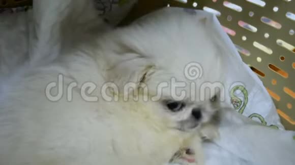 一只毛茸茸的小北京小狗坐在宠物载具里视频的预览图