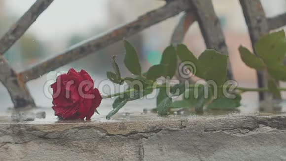 红玫瑰落在肮脏的水坑里情人节争吵和离婚的概念视频的预览图