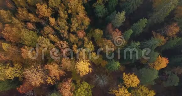 森林的空中拍摄相机慢慢从它上升进入云穆迪视频视频的预览图