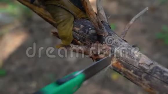 游客在松林中收获木柴视频的预览图