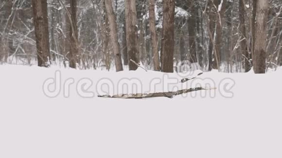 背景年轻的一对夫妇在阳光明媚的冬日里雪橇和享受慢动作视频的预览图