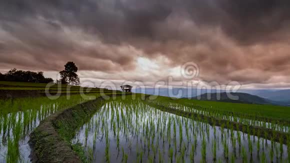 泰国清迈班巴朋片的时空稻田与云视频的预览图