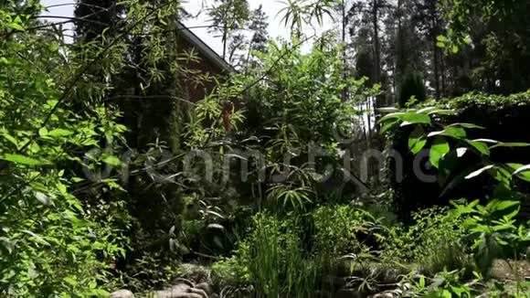 美丽的大自然绿草如茵的树木和灌木视频的预览图