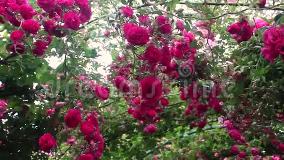 从拱门上悬挂的玫瑰视频的预览图