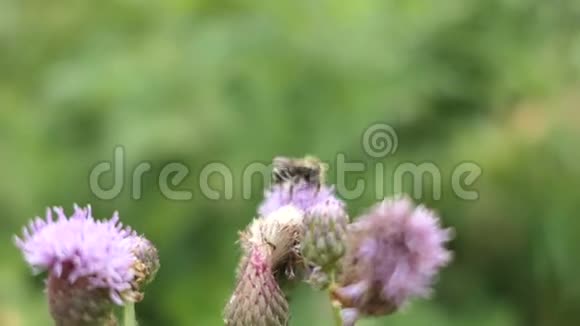 野蜂在蓟花上的怪癖视频的预览图