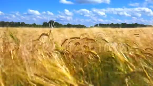 时间流逝麦穗和多云的天空视频的预览图