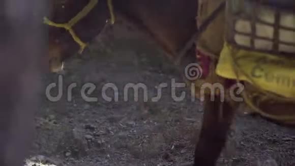 印度的食蚁兽在骡子上背负着沉重的负荷视频的预览图