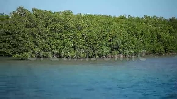 海洋中的红树林植物视频的预览图