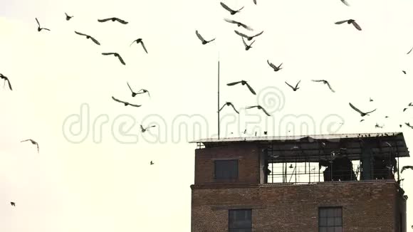 一群鸟在废弃的老建筑上面视频的预览图