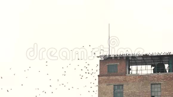 一群鸽子聚集在屋顶上视频的预览图