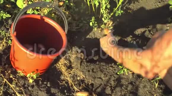 农民收割土豆视频的预览图