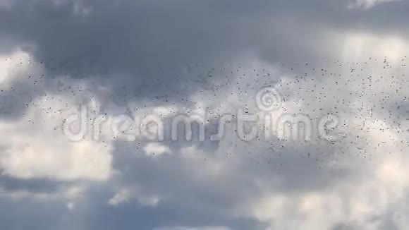 成千上万的鸟儿在多云的天空中飞翔视频的预览图