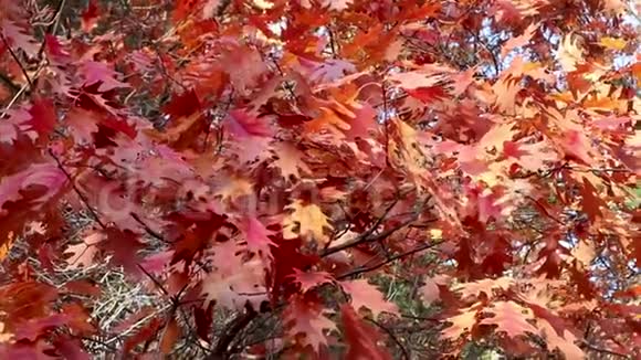 红橡树秋叶晴天背景视频的预览图