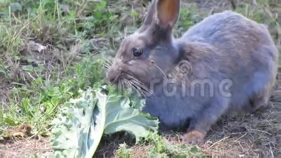 可爱的灰色成熟兔子喂养杰里科海滩视频的预览图