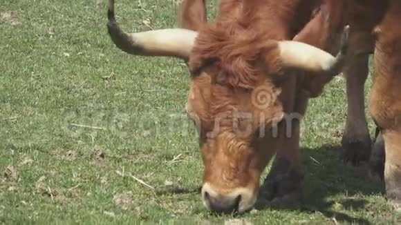 吃草的棕色公牛视频的预览图