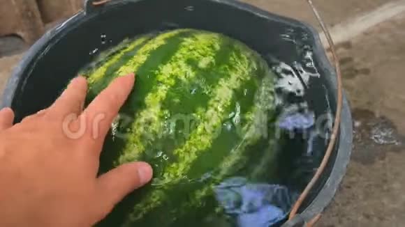 一个男人正在用一桶水冷却西瓜视频的预览图