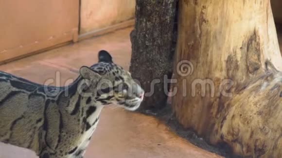 动物园里漂亮的大理石小猫视频的预览图
