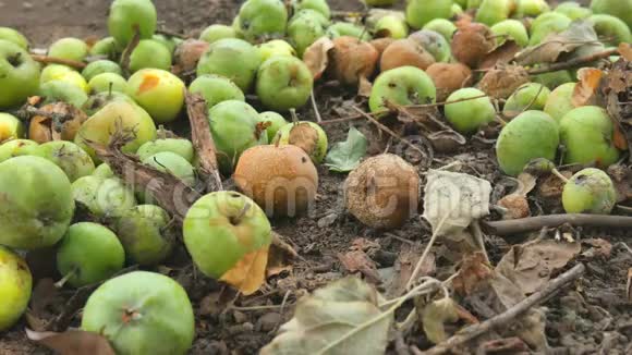 从树上掉下来的苹果在晴朗的秋日清晨在农村院子里的苹果树下腐烂苹果视频的预览图