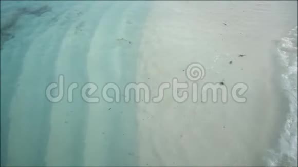 小鲨鱼在清澈的海水中沿着海滩游泳视频的预览图