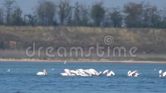 湖中大白的雀斑视频的预览图